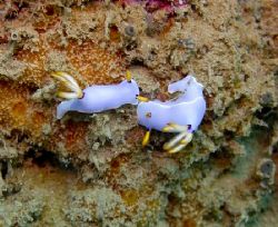 Nudibranchs on The Henry Leith, Wongat Island, Madang, Pa... by Jan Messersmith 